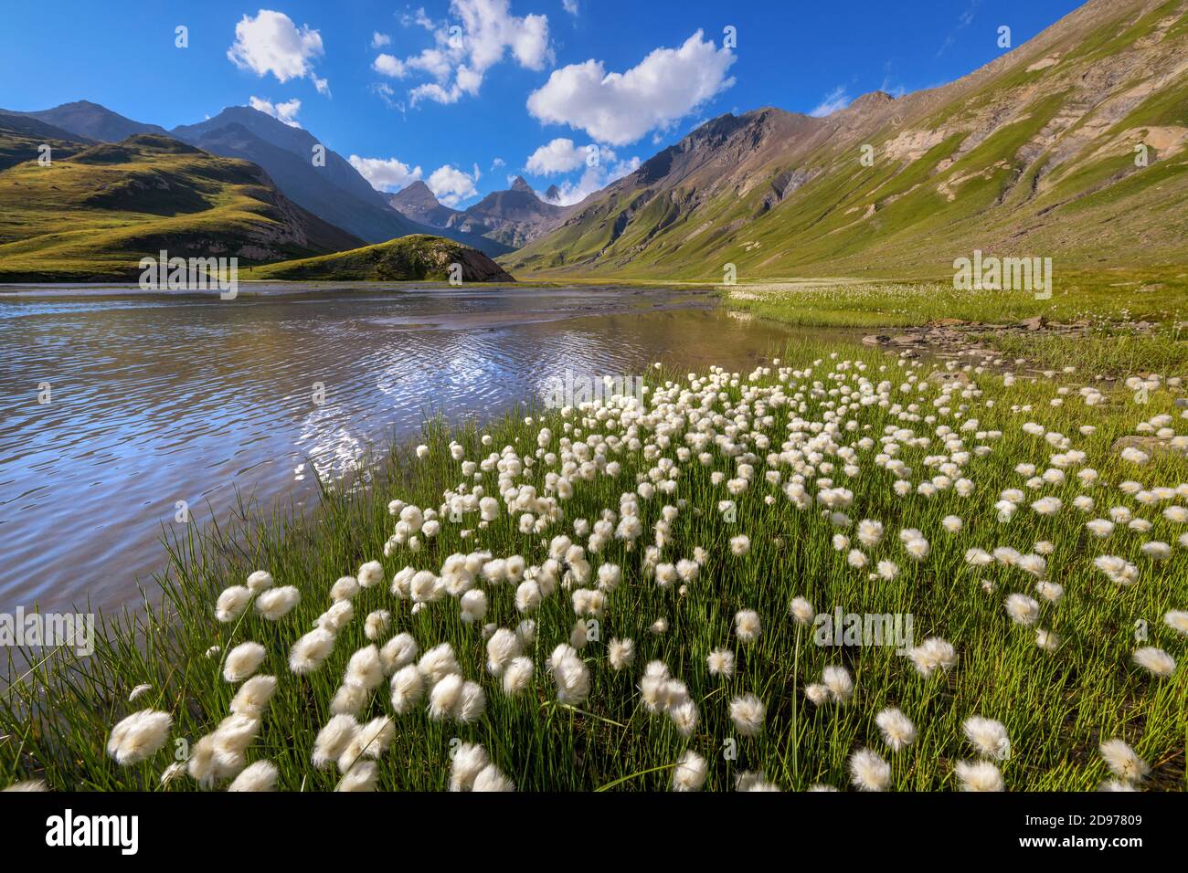 Cotton grass (Eriophorum sp) on the shores of Goleon lake, in the background, the Aiguilles d'Arves, Ecrins National Park, north of La Grave, Stock Photo