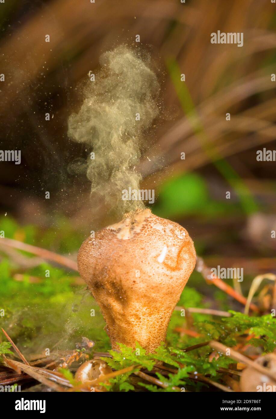 Fungus releasing spores (Lycoperdon umbrinum), highlands of Chiapas, Mexico. Stock Photo