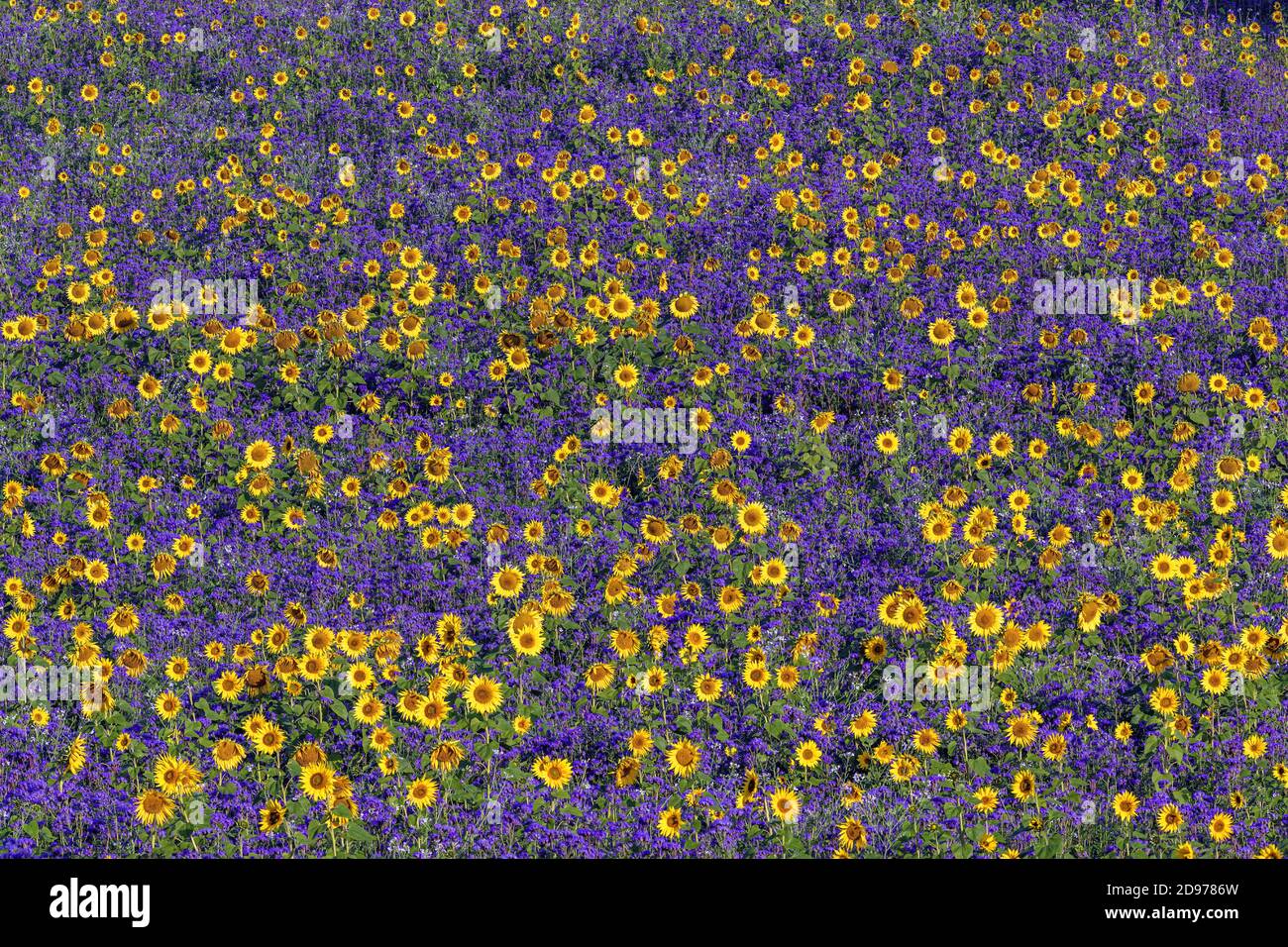 Green sunflowers hires stock photography and images Alamy