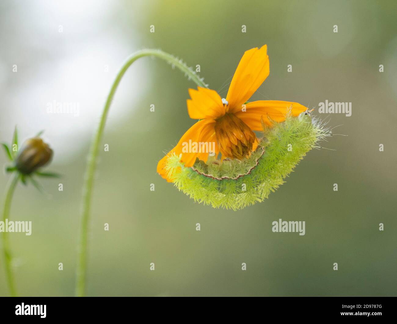 The national flower of mexico hi-res stock photography and images - Alamy