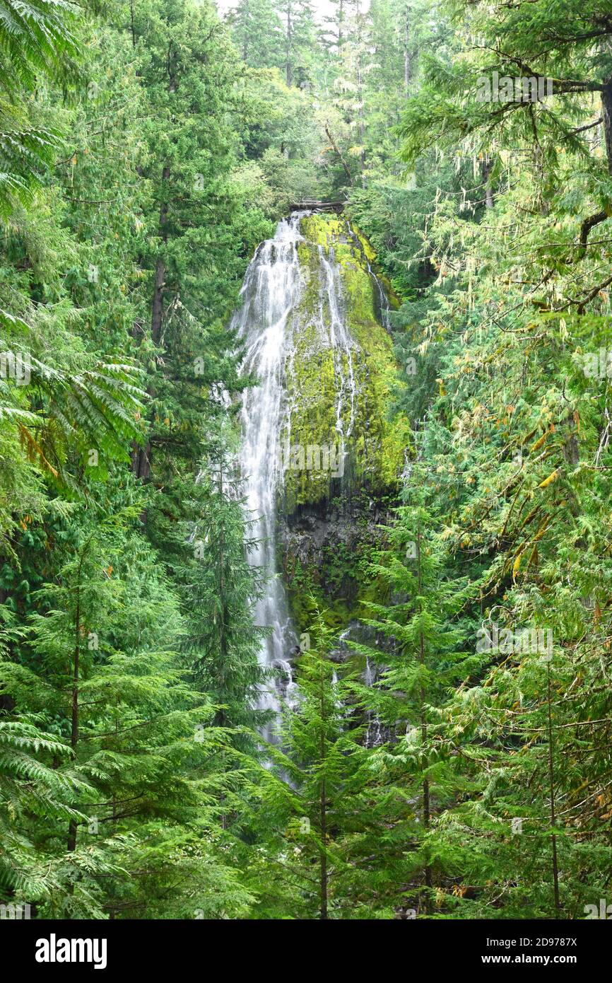 Proxy Falls, Willamette National Forest, Oregon, USA Stock Photo