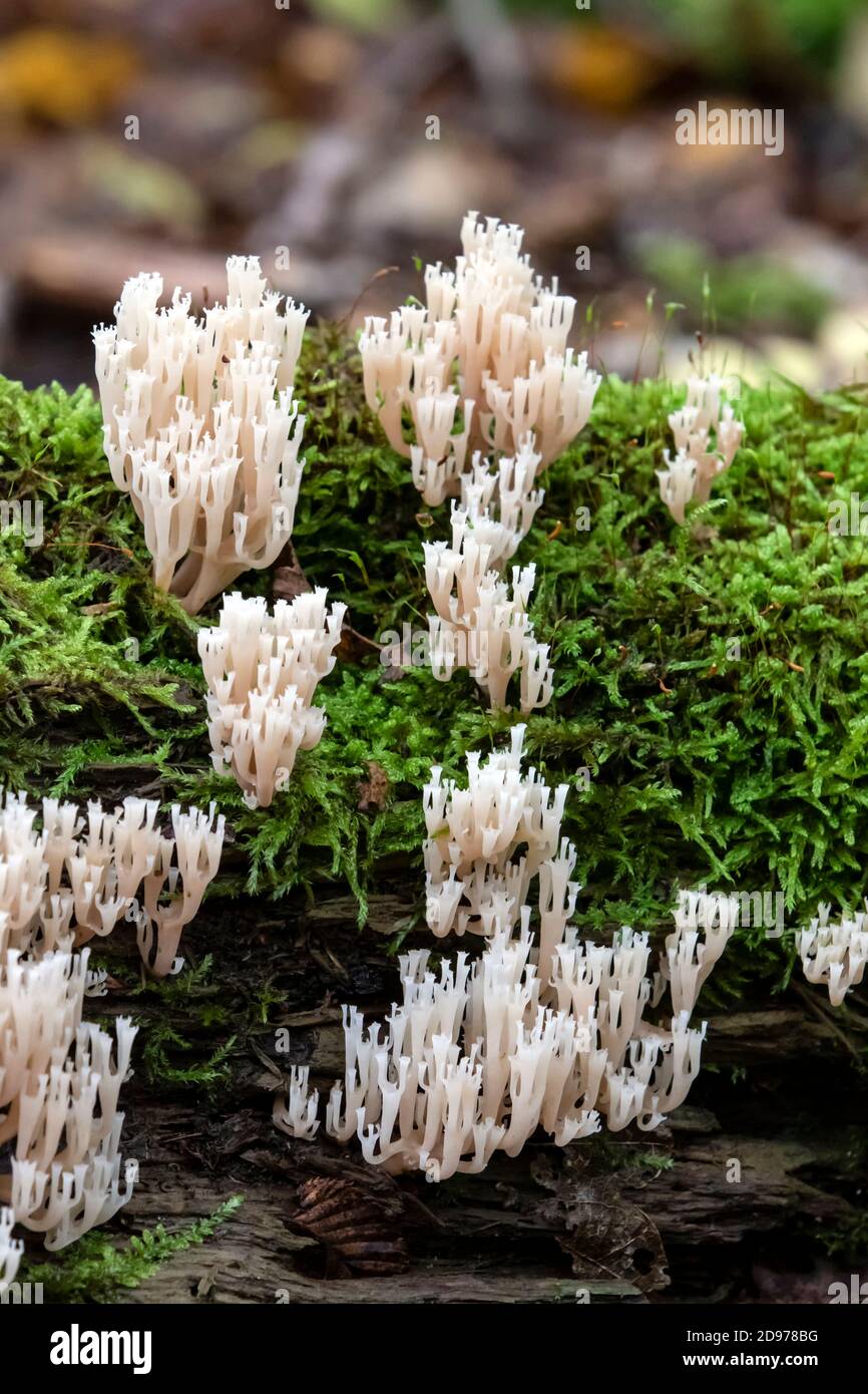 Crested Coral Fungus (Clavulina cristata), Small group on mossy dead wood in autumn, Foret du massif de la Reine, surroundings of Toul, Lorraine, Fran Stock Photo