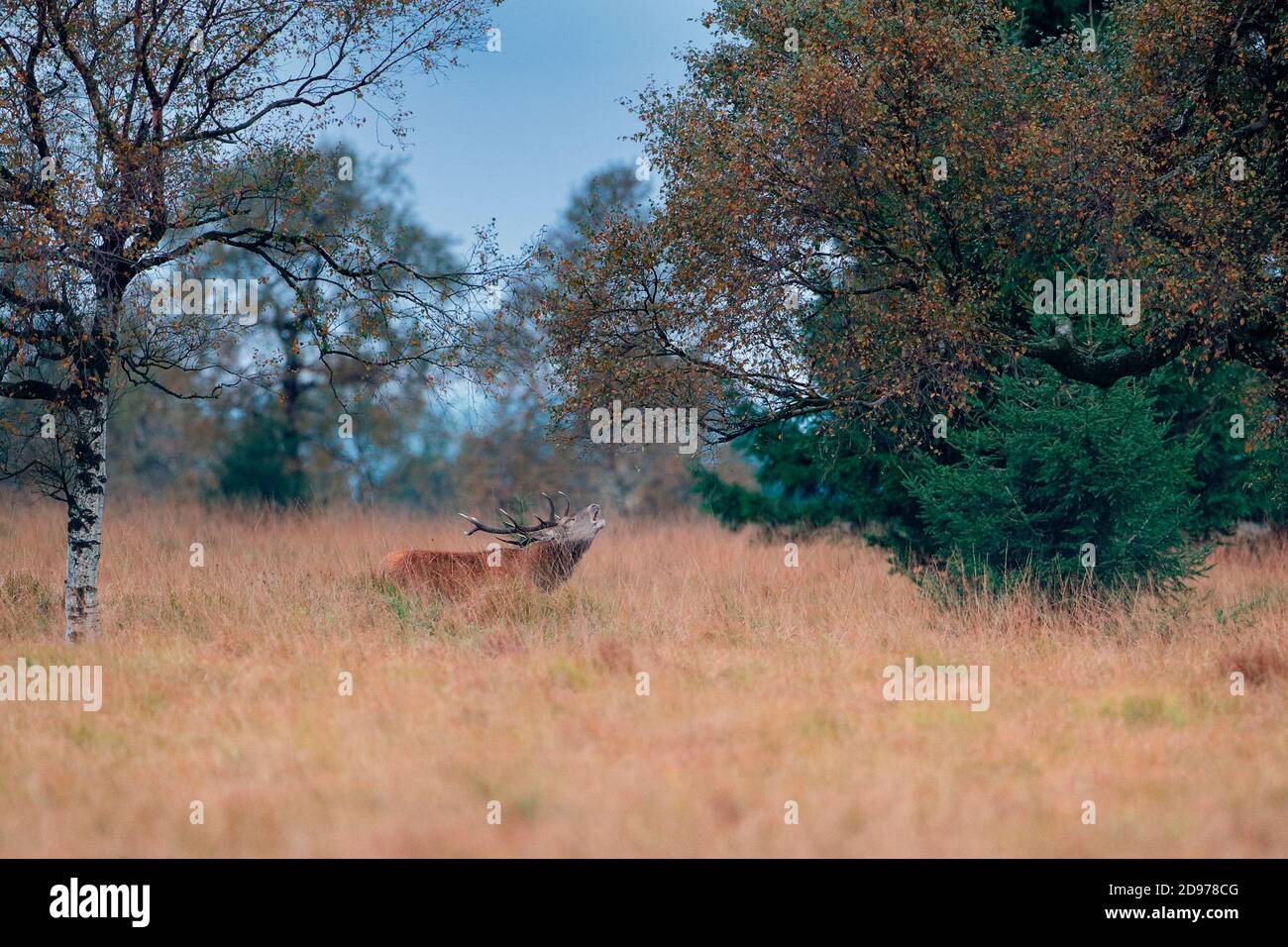 Red Deer (Cervus elaphus) bellowing, Ardennes, Belgium Stock Photo