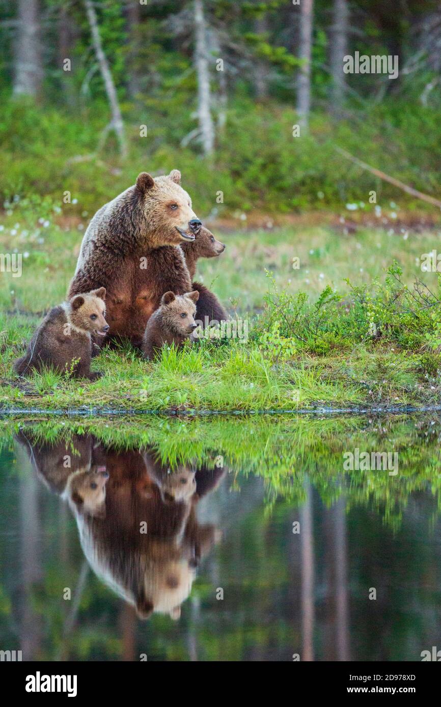 Brown bear (Ursus arctos arctos) female and her cubs of a few months ...