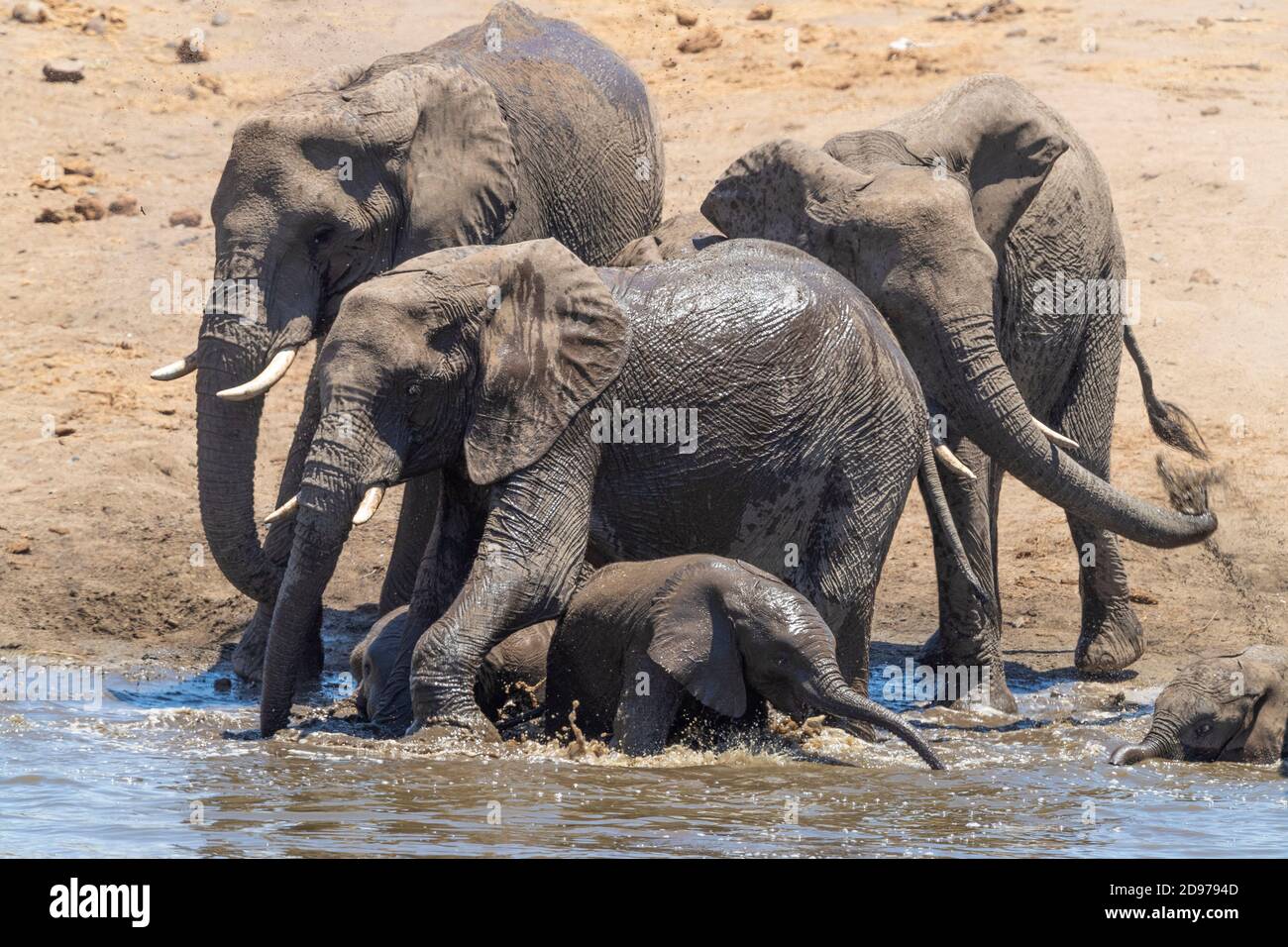 African Bush Elephant (Loxodonta africana), a herd taking a bath, Mpumalanga, South Africa Stock Photo
