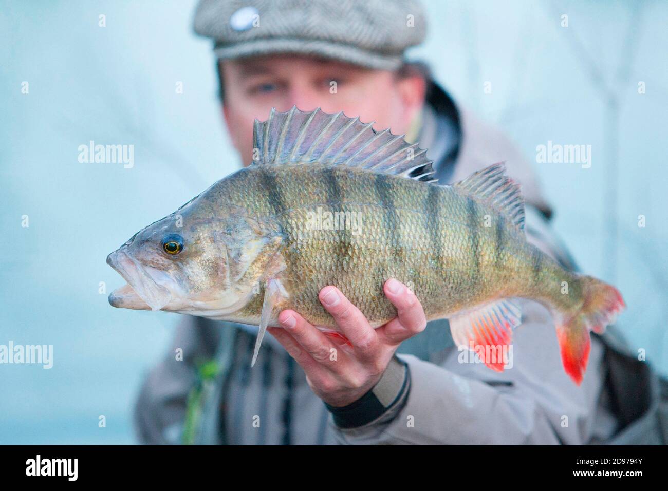 Catch of a large Perch (Perca fluviatilis) in fishing, Doubs, Franche-Comte, France Stock Photo