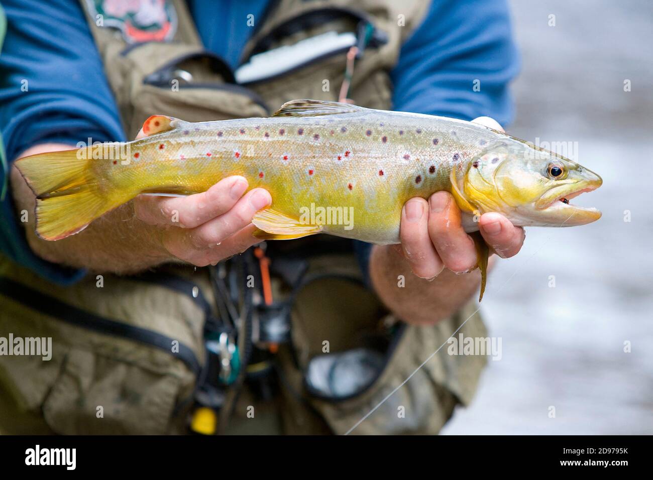 Fly fishing on the Weiss, Presentation of a fario trout (Salmo trutta fario), Kaysersberg, Haut