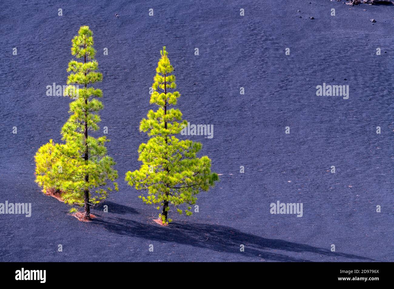 Canary pines on the island of Tenerife (Canary Islands). Canary Island pine (Pinus canariensis) is a magnificent endemic species of the archipelago, v Stock Photo