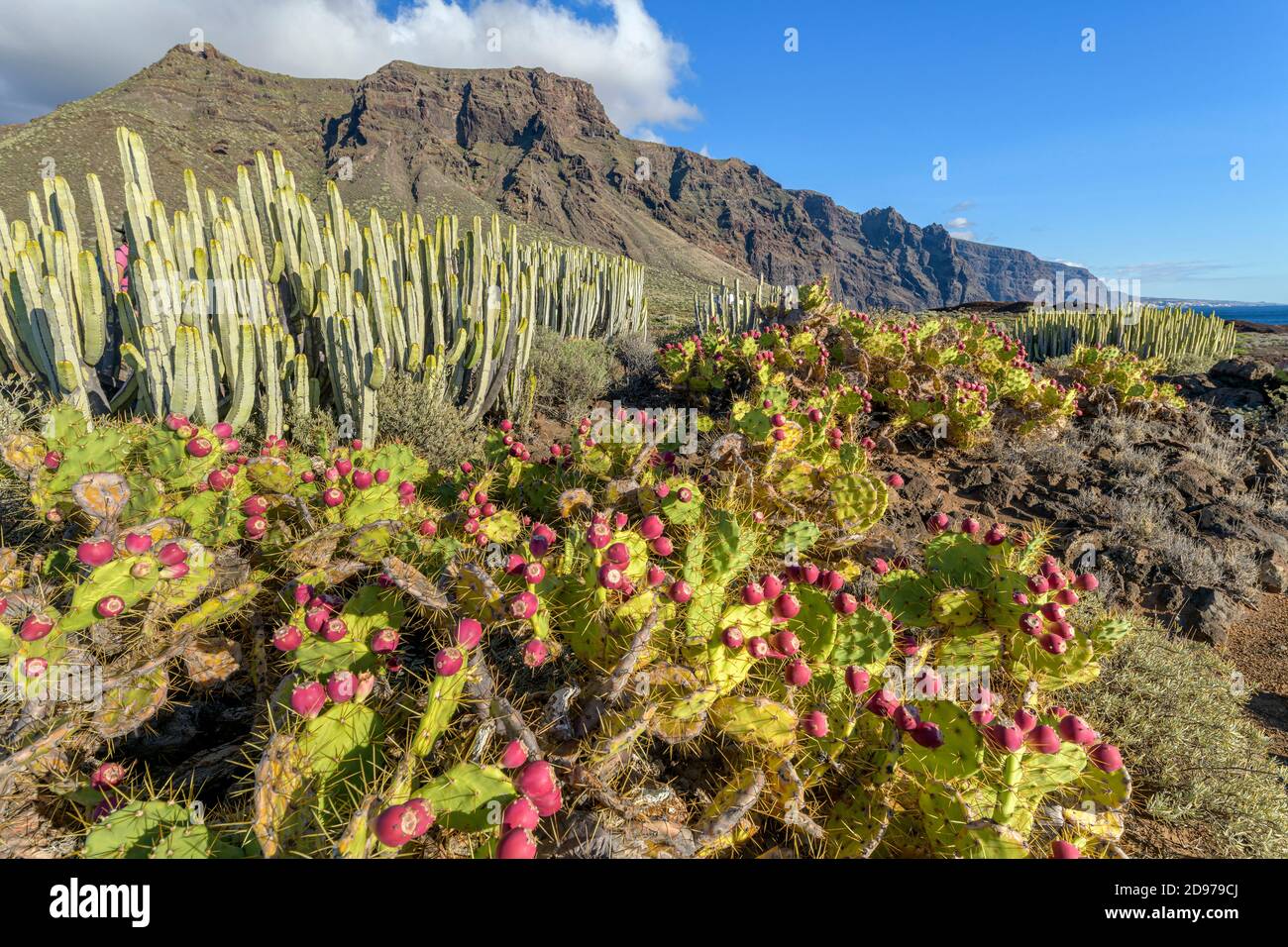 Canary spurge (Euphorbia canariensis) and prickly pears in fruit on the island of Tenerife. Arid ecosystem on volcanic soil - Parque Rural de Teno - T Stock Photo