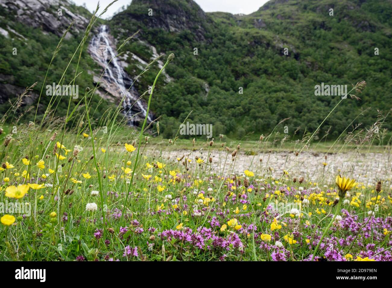 Meadow Buttercups White Clover and Wild Thyme flowers growing with wild grasses in valley with Steall waterfall beyond in Glen Nevis Scotland UK Stock Photo