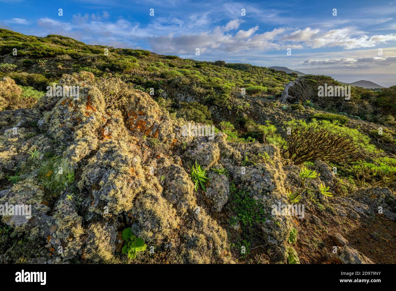 Lichen-covered rocks at El Sabinar, on the island of El Herrio in the Canaries. Moor continuously beaten by the humid trade winds and classified for i Stock Photo