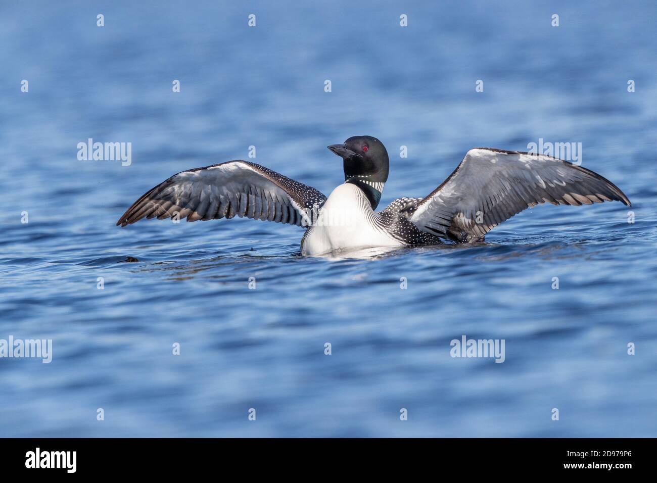 Common Loon (Gavia immer), wing flapping on a lake, Michigan, USA Stock Photo