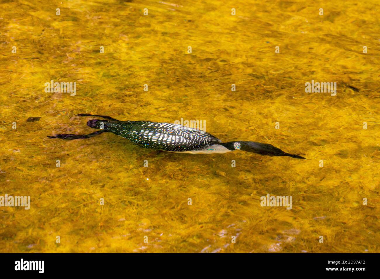 Common loon swimming underwater hires stock photography and images Alamy