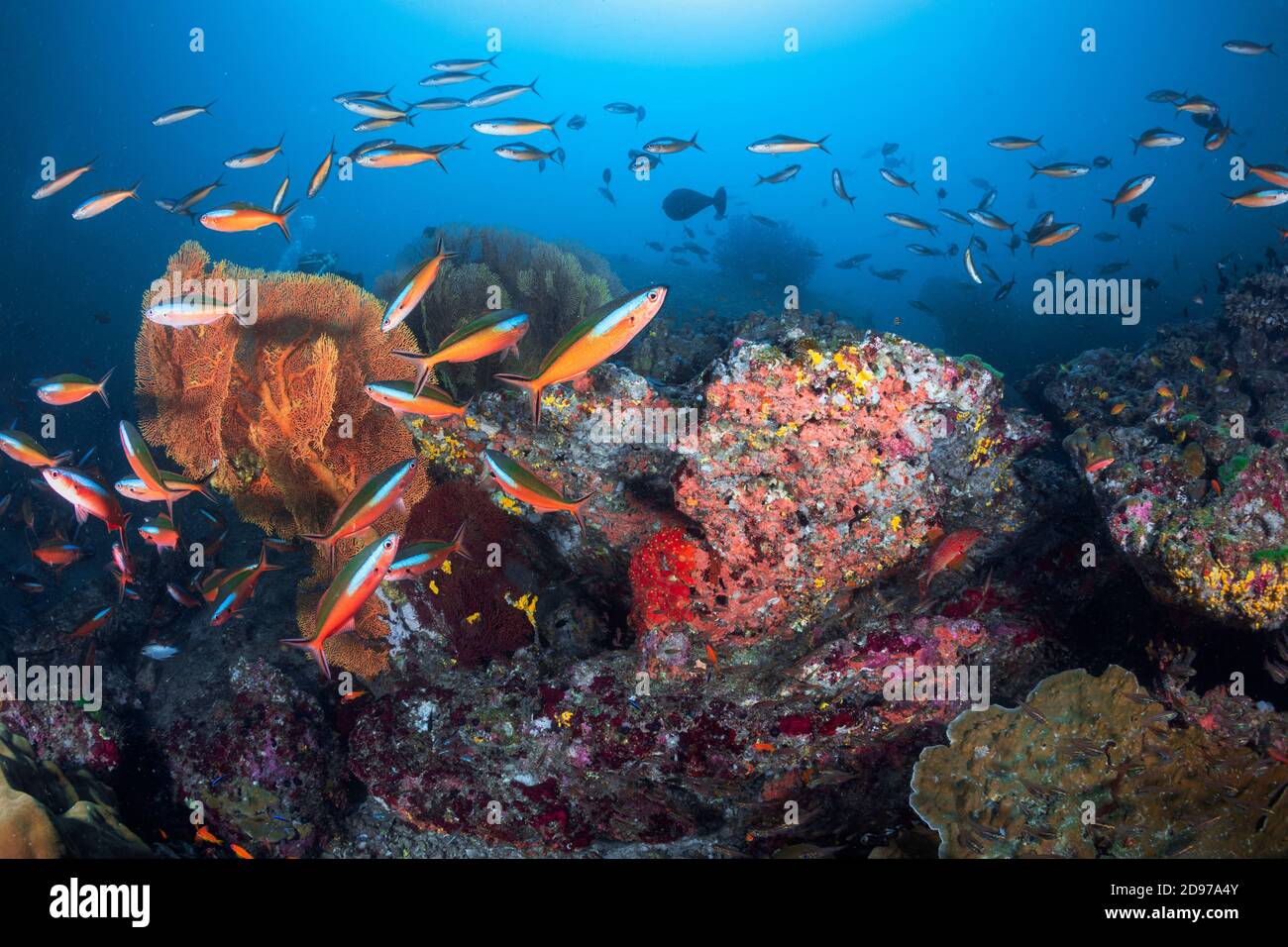 School of fusilier (Caesio sp) on one of the reefs of the Similan Islands, Thailand, Andaman Sea Stock Photo