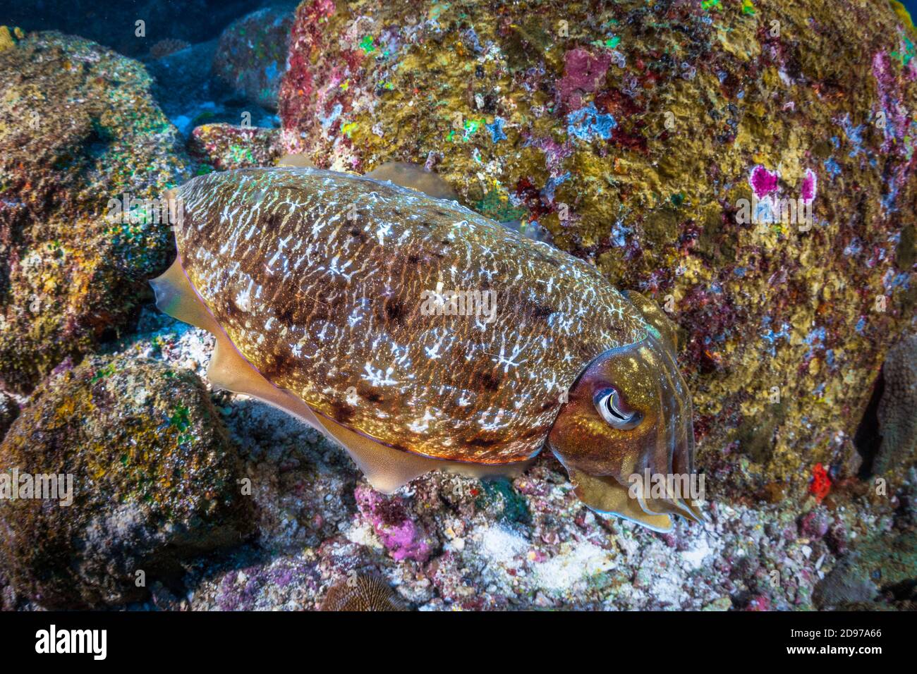 Broadclub Cuttlefish (Sepia latimanus) laying between the granite rocks of the Similan Islands, Thailand, Andaman Sea Stock Photo