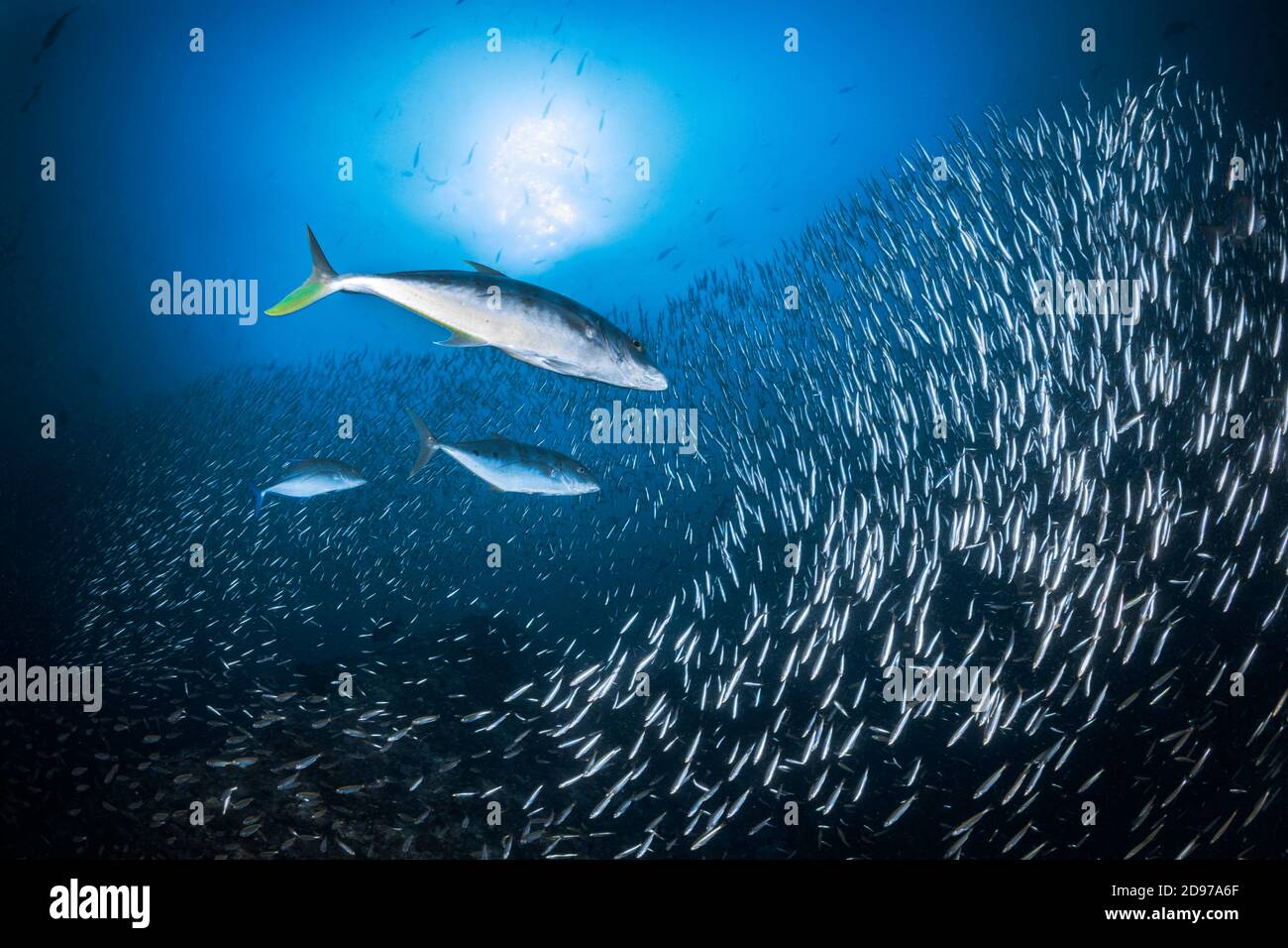 Trevallies hunting and spreading panic in the fry schools of Koh Tachai, Similan Islands, Thailand, Andaman Sea Stock Photo