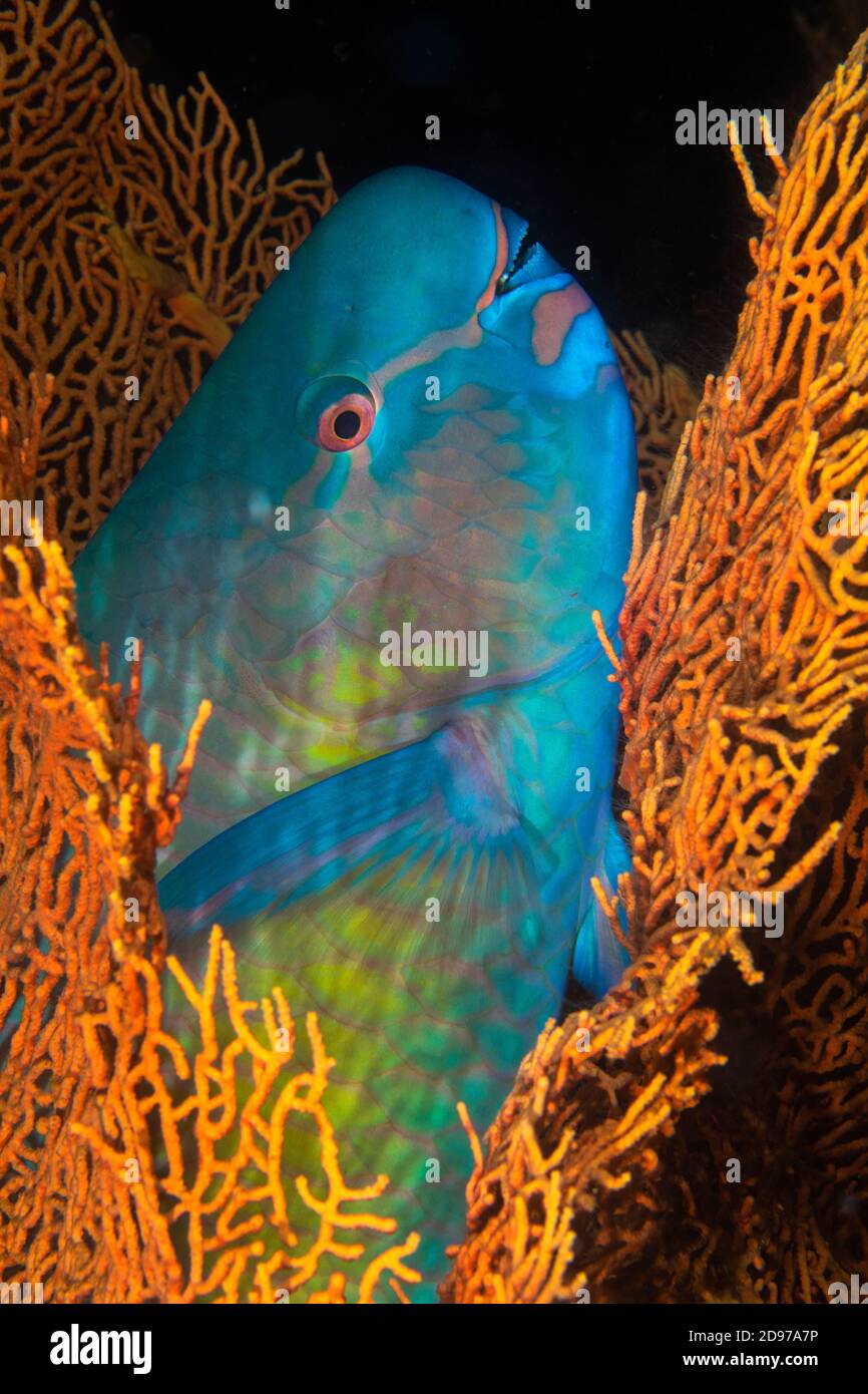 Ember parrotfish (Scarus rubroviolaceus) having found refuge in a gorgonian to spend the night sheltered from predators, Similan Islands, Thailand, Me Stock Photo