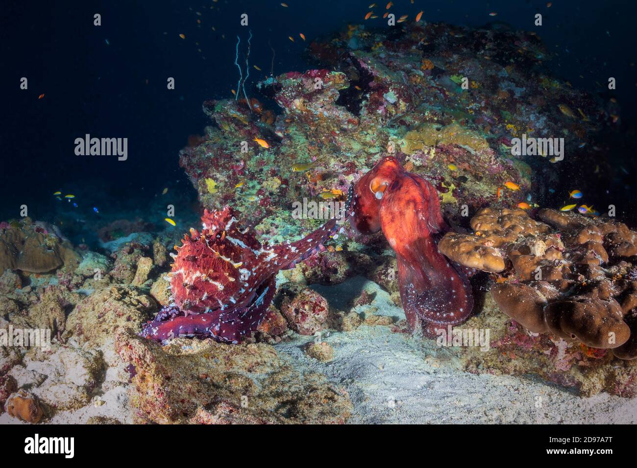 Octopus fight (Octopus sp) in the middle of the granite blocks of the Similan Islands, Thailand, Andaman Sea Stock Photo