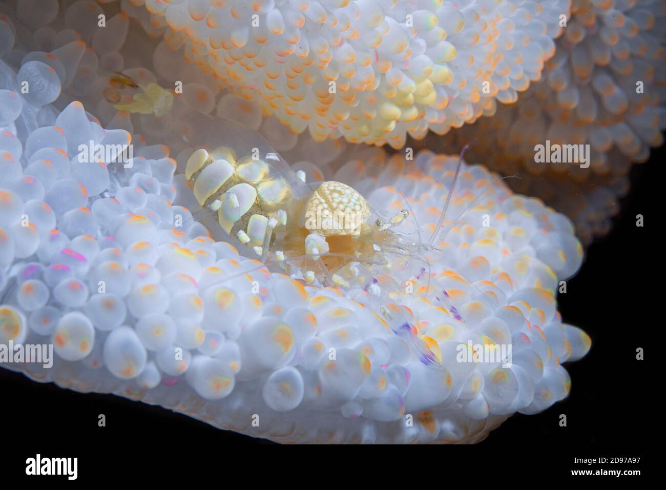 White Anemone shrimp (Periclimenes brevicarpalis) on White Sea Anemone, Andaman Sea, Thailand Stock Photo
