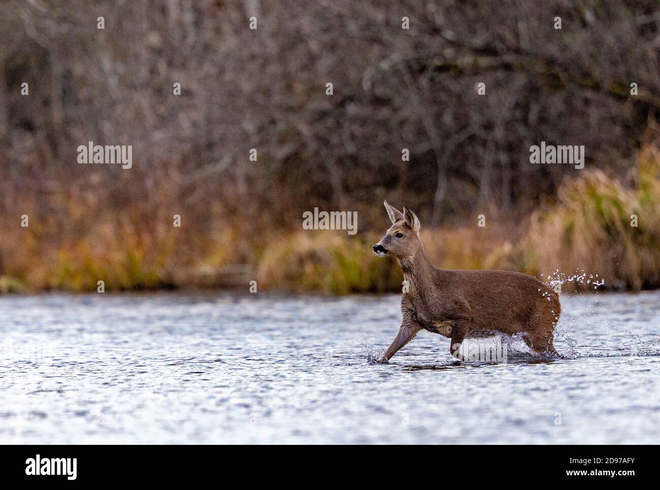 European roe deer (Capreolus capreolus), crossing an arm of water, Rhine forest, Alsace, France Stock Photo