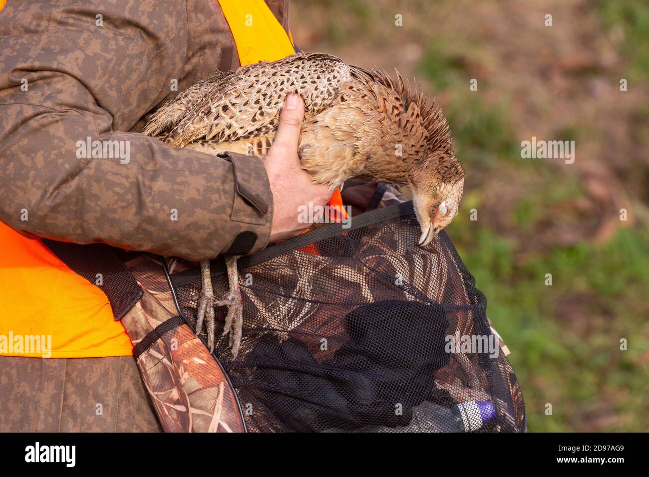 Tracker with Pheasant, Small game hunting, Mackenheim, Bas-Rhin, Grand Est region, France Stock Photo