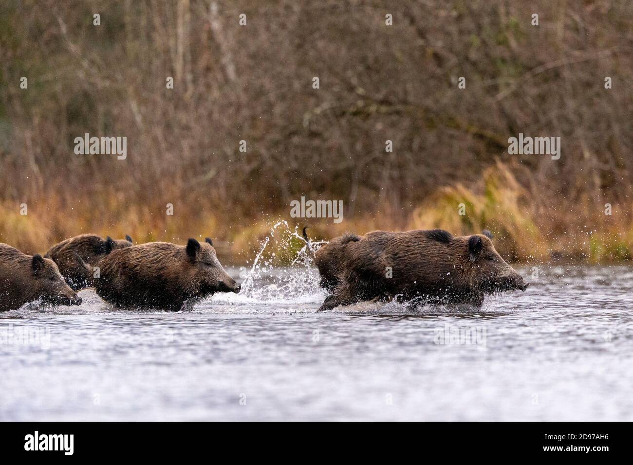 Wild Boar (Sus scrofa), swim across an arm of water, Rhine forest, Alsace, France Stock Photo