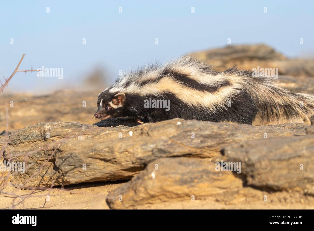 Striped polecat or African Polecat (Ictonyx striatus), captive, Private reserve, Namibia Stock