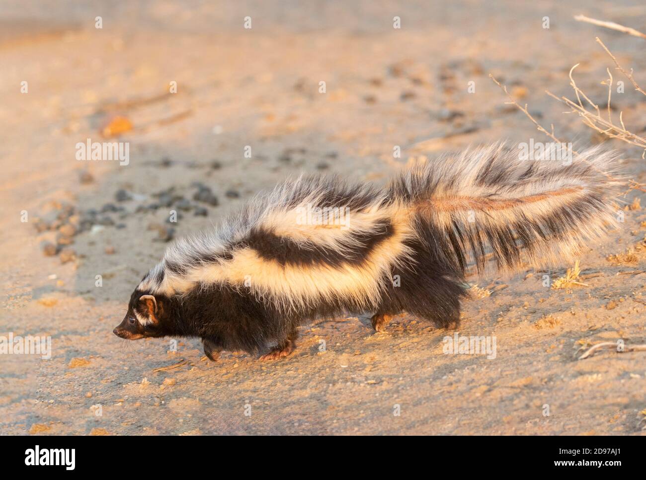 Striped polecat or African Polecat (Ictonyx striatus), captive, Private reserve, Namibia Stock Photo