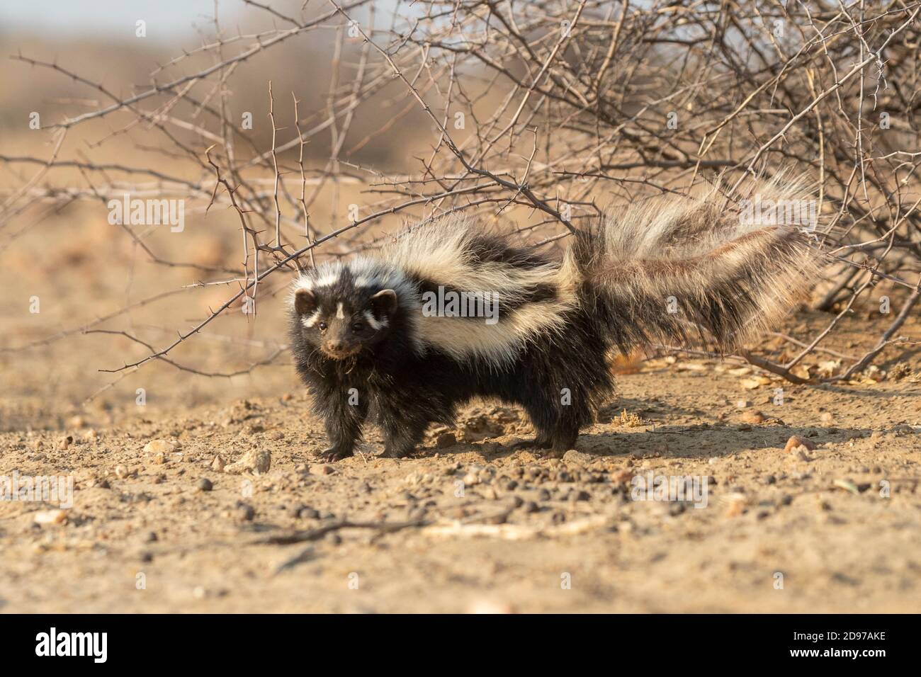 Striped polecat or African Polecat (Ictonyx striatus), captive, Private reserve, Namibia Stock Photo