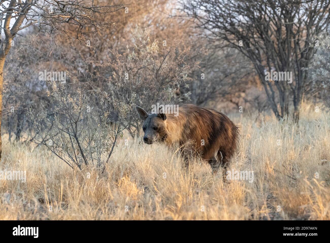 Brown hyena or Strandwolf (Parahyaena brunnea, before Hyaena brunnea), captive, Private reserve, Namibia Stock Photo