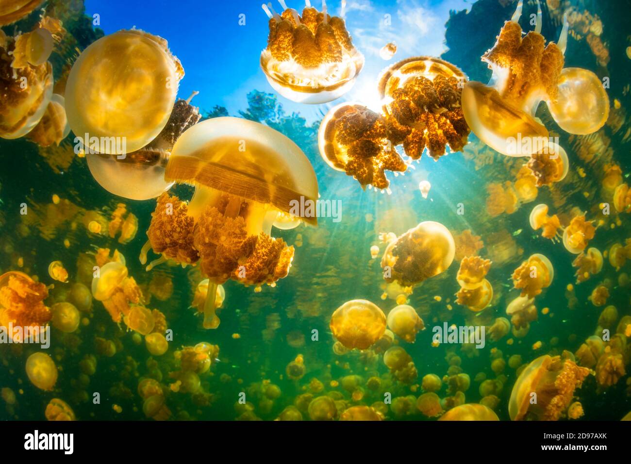 Density of the Papuan jellyfish (Mastigias papua) from Lake Lenmakana. They are concentrated in places exposed to the sun. Misool, Raja Ampat, Indones Stock Photo