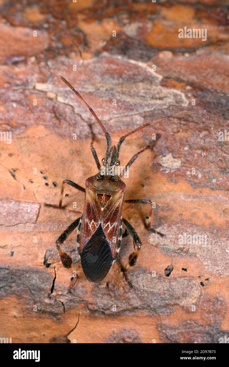 Western conifer seed bug (Leptoglossus occidentalis), on bark in a garden, October, Cotes d'Armor, Brittany, France Stock Photo