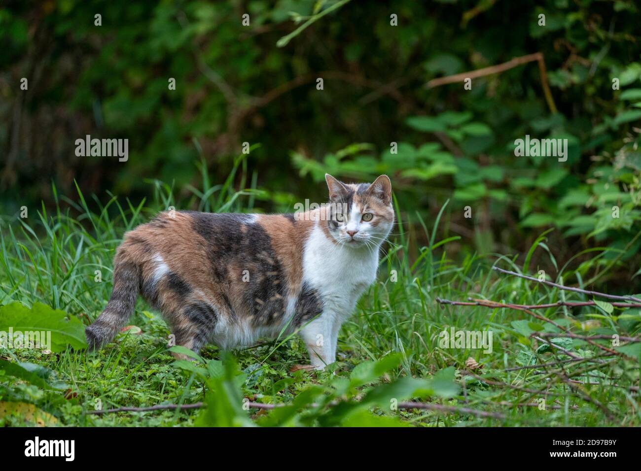 Domestic cat, Bas Rhin, Alsace, France Stock Photo