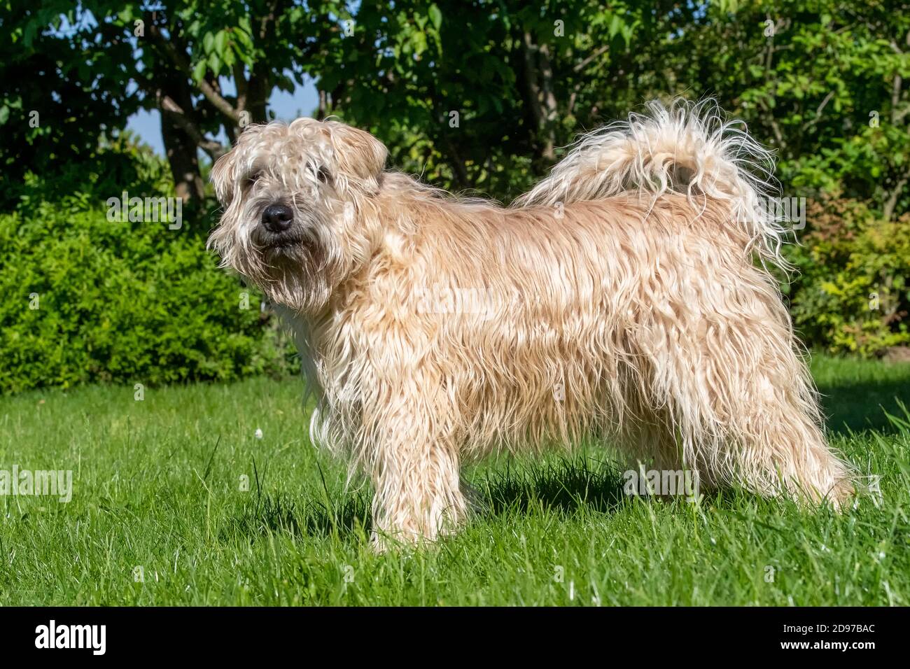 Irish Soft Coated Wheaten Terrier, Pet dog, Bas Rhin, Alsace, France Stock Photo