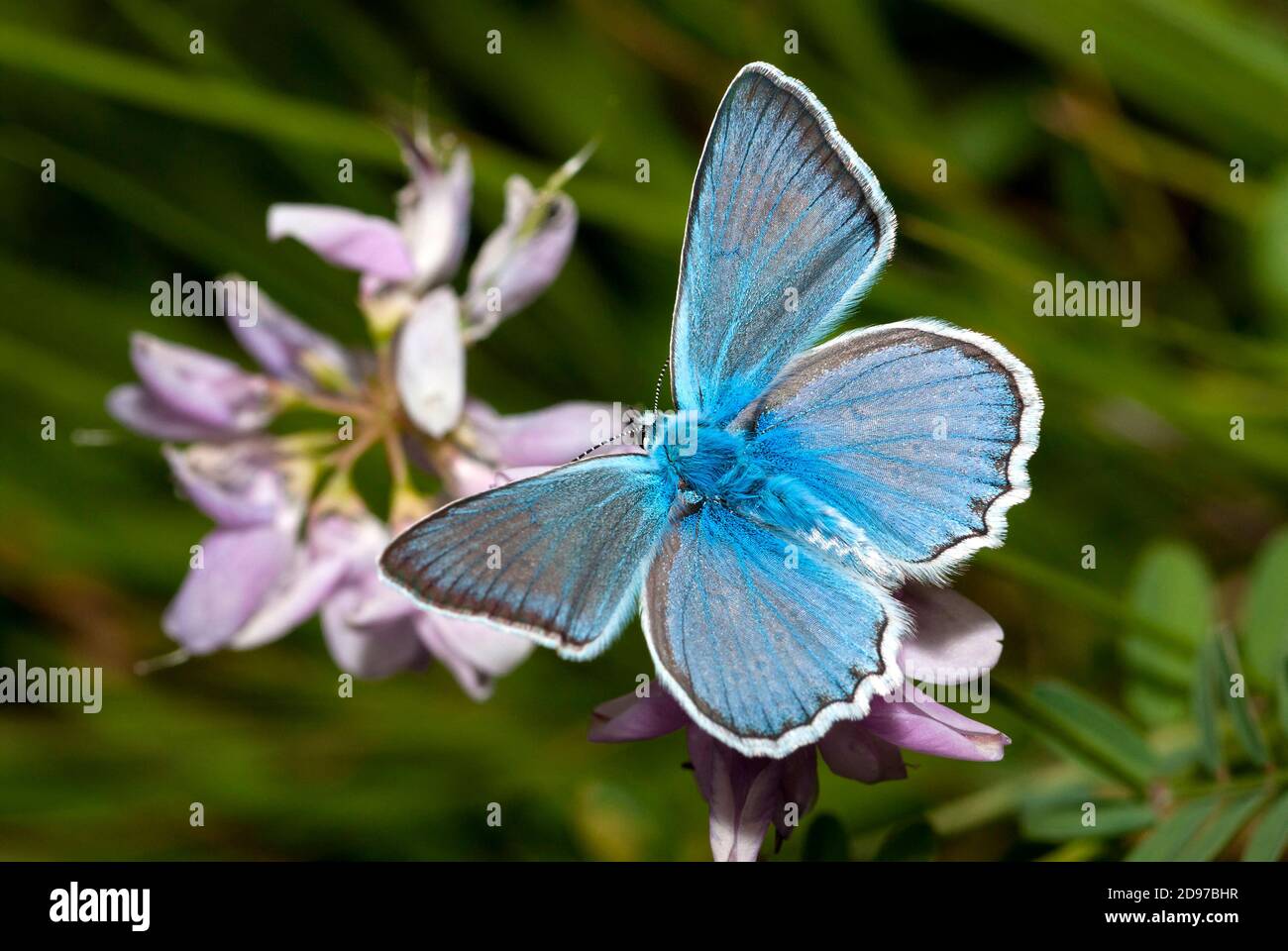 Meleager's blue (Polyommatus daphnis), Serre-Chevalier, Alpes, France Stock Photo