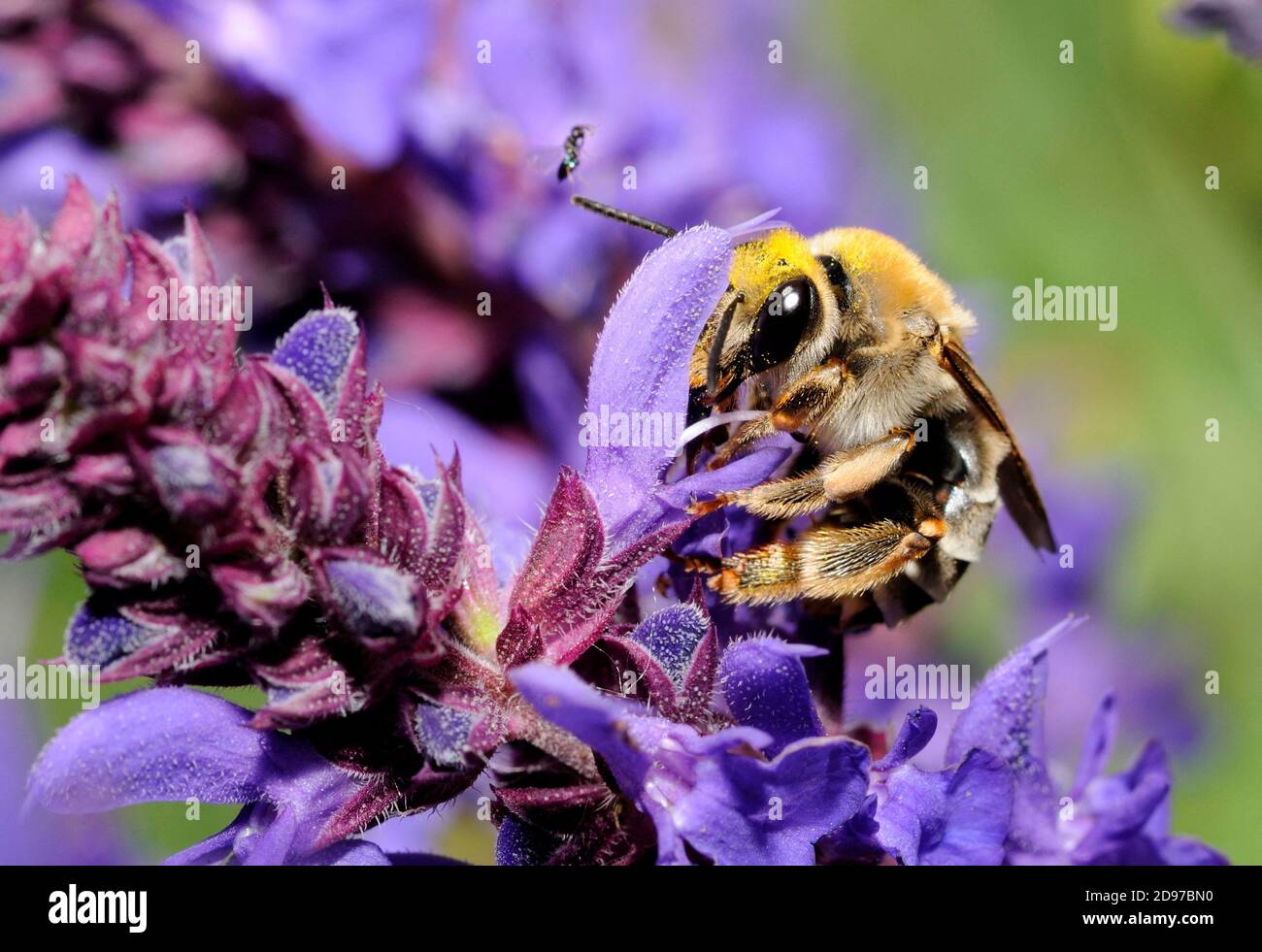 Long-horned bumble bee (Eucera seminuda) female on flowers, Danube Delta, Romania Stock Photo