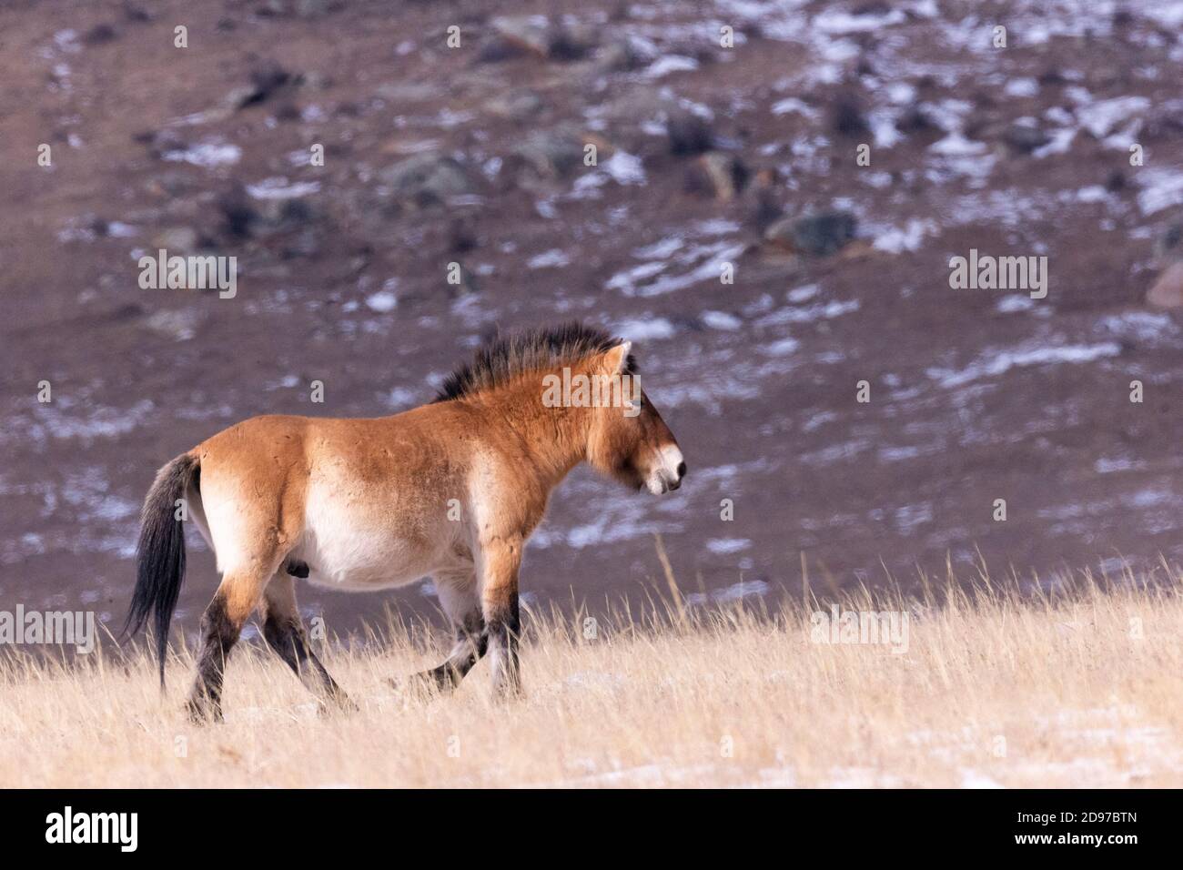 Przewalski's horse OR Mongolian wild horse or Dzungarian horse ( Equus ...