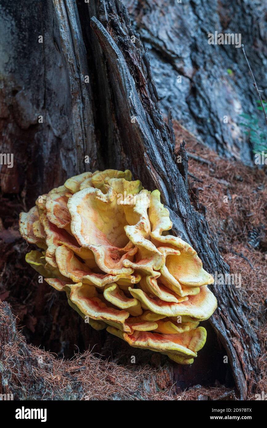 Chicken of the Woods (Laetiporus sulphureus) on the trunk of a larch, Fontanalba valley, Roya valley, Casterino, Mercantour National Park, Alpes-Marit Stock Photo