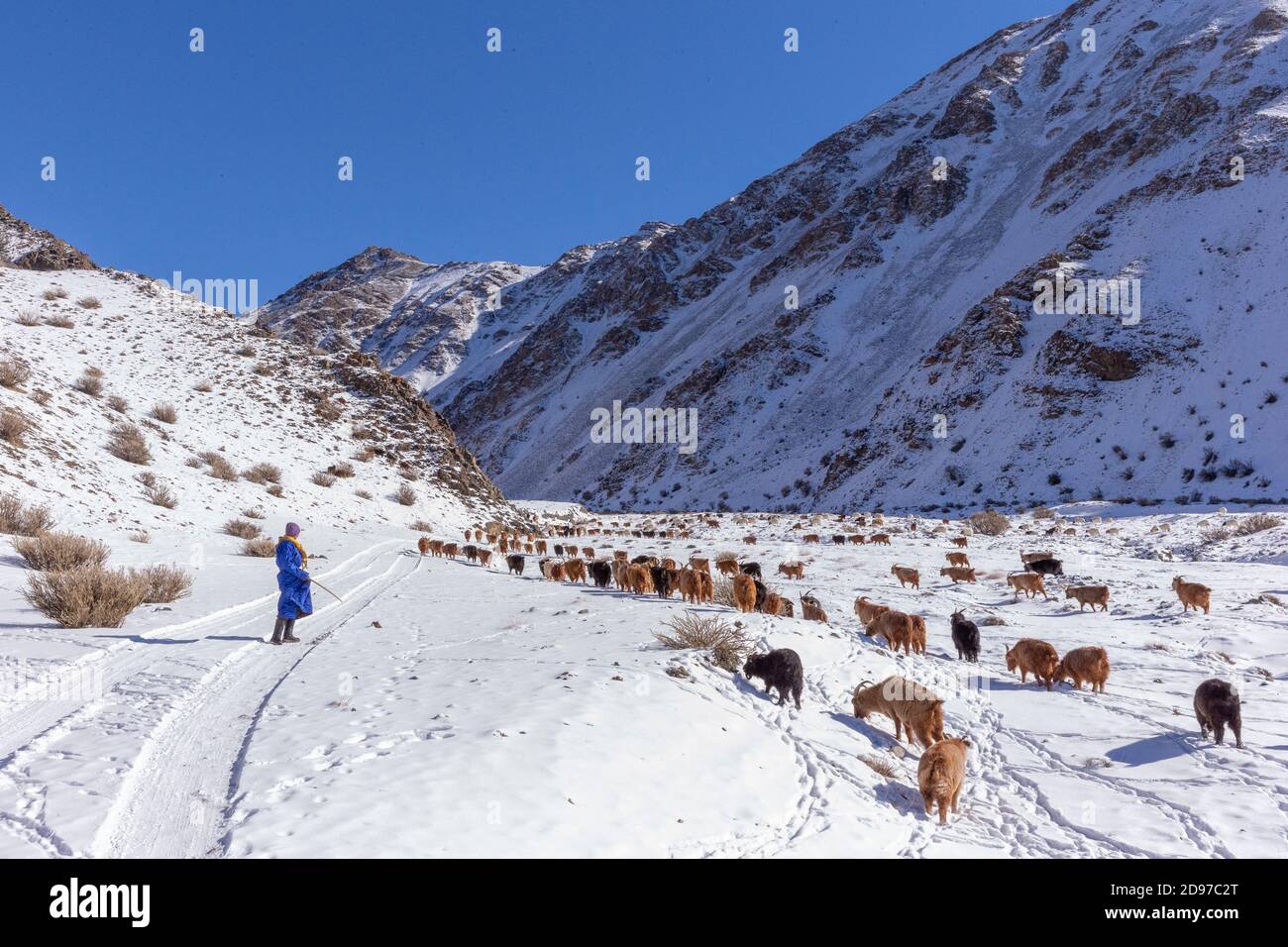 Shepherd with a herd of goats and sheep in the mountains, Valley with ...