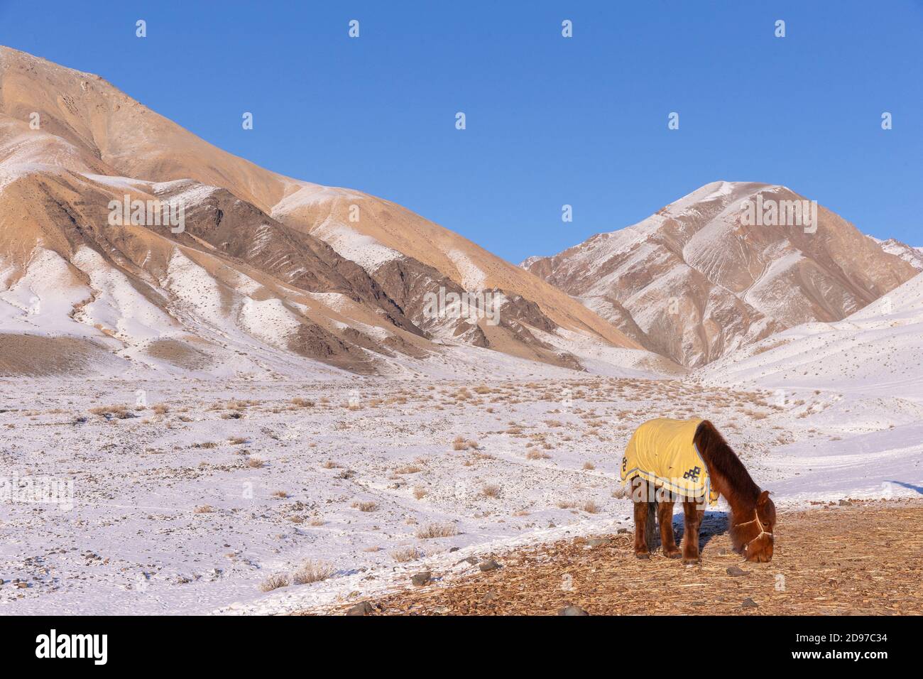 Horse with a blanket against the cold, Valley with snow and rocks, Altai mountains, West Mongolia, Mongolia Stock Photo