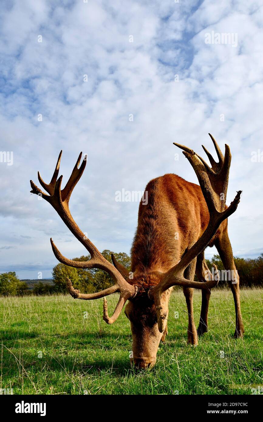 Red deer (Cervus elaphus), grazing male, France Stock Photo