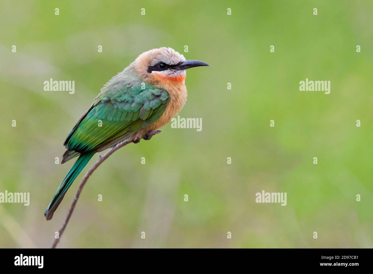 White-fronted Bee-eater (Merops bullockoides), side view of an individual perched on a branch, Mpumalanga, South Africa Stock Photo
