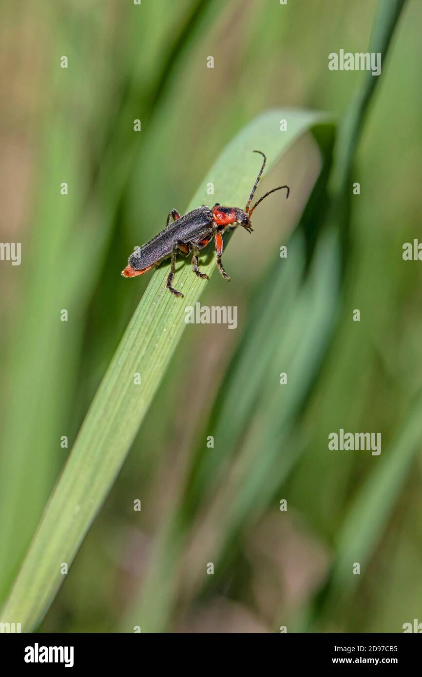 Soldier Beetle (Cantharis rustica) on a grass in spring, Dry and grassy
