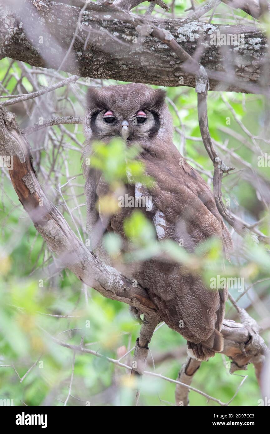 Verreaux's Eagle Owl (Bubo lacteus), adult resting in the canopy during the day, Mpumalanga, South Africa Stock Photo