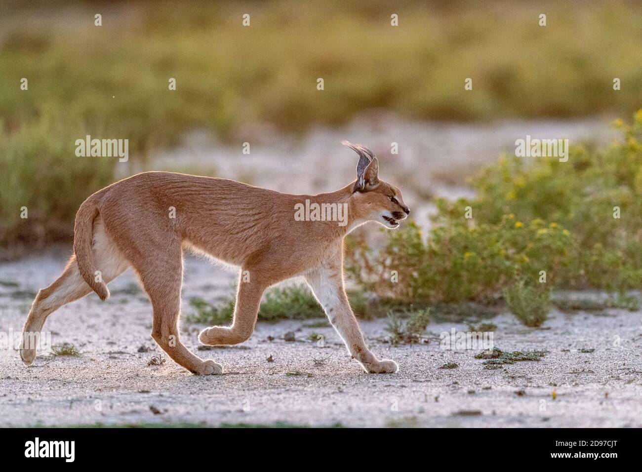 Caracal (Caracal caracal), Occurs in Africa and Asia, Namibia, Private