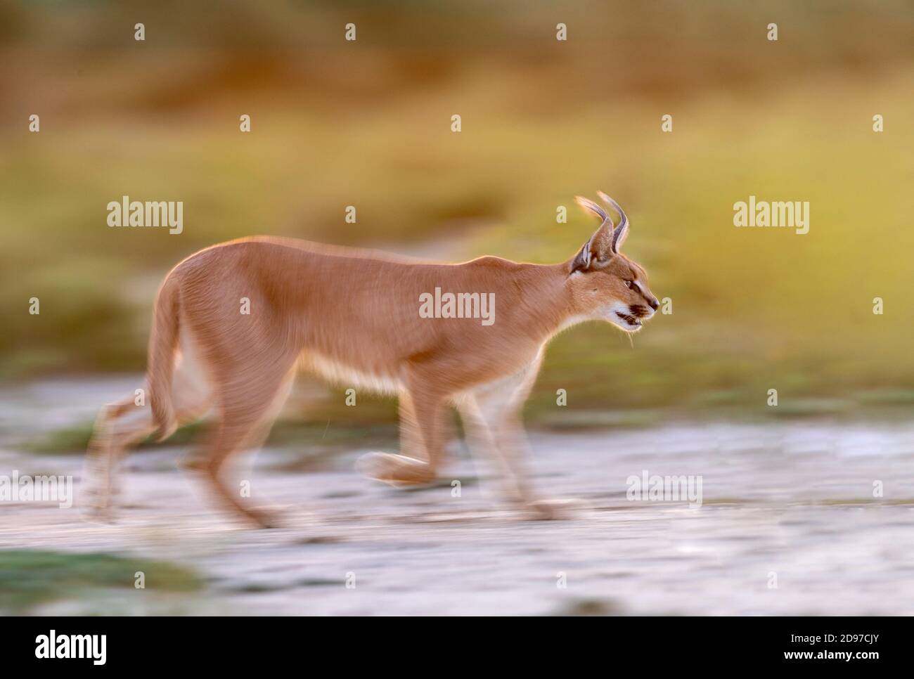 Caracal (Caracal caracal), Occurs in Africa and Asia, Namibia, Private