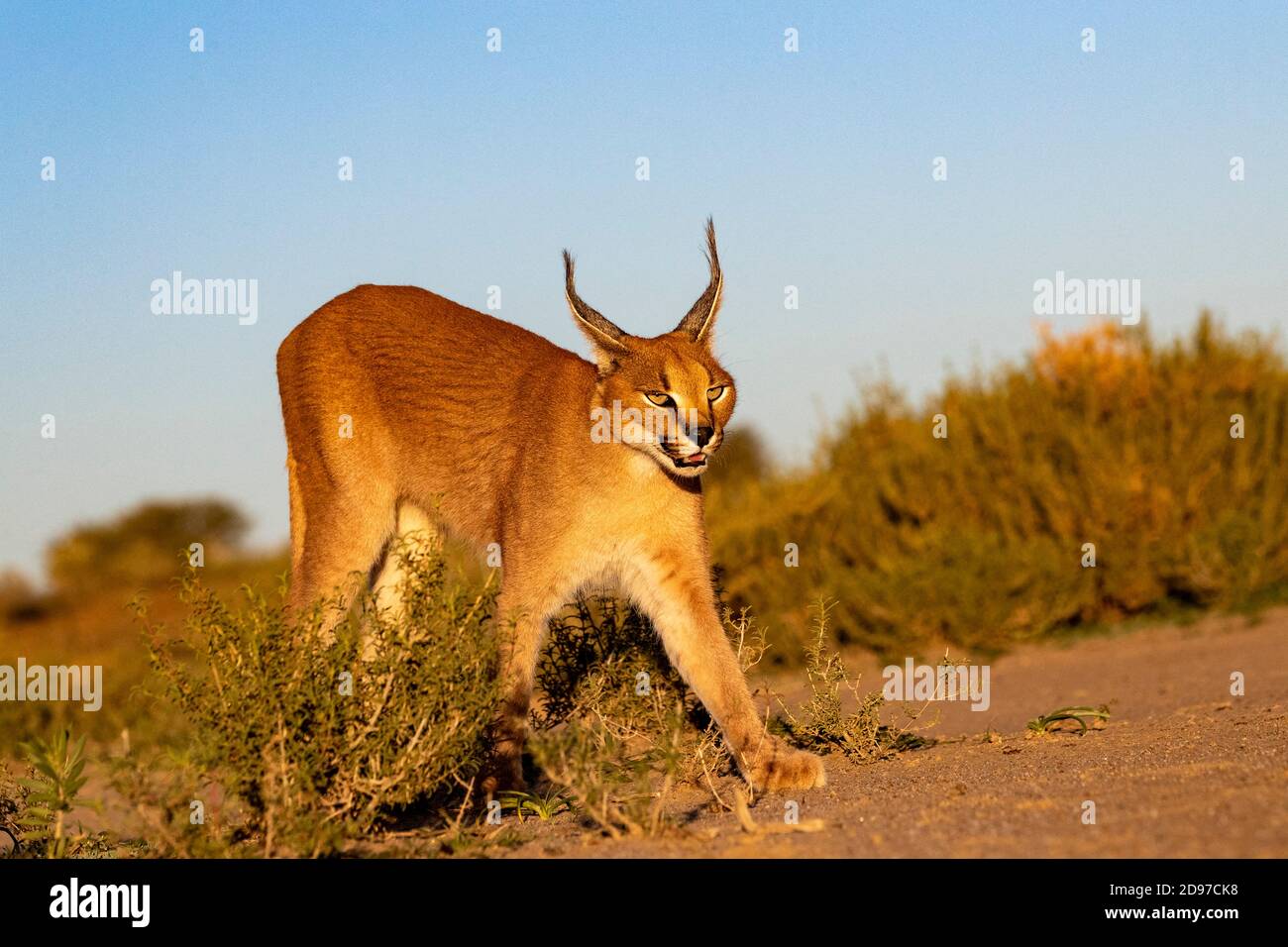 Caracal (Caracal caracal), Occurs in Africa and Asia, Namibia, Private reserve, Adult under controlled conditions, walking Stock Photo