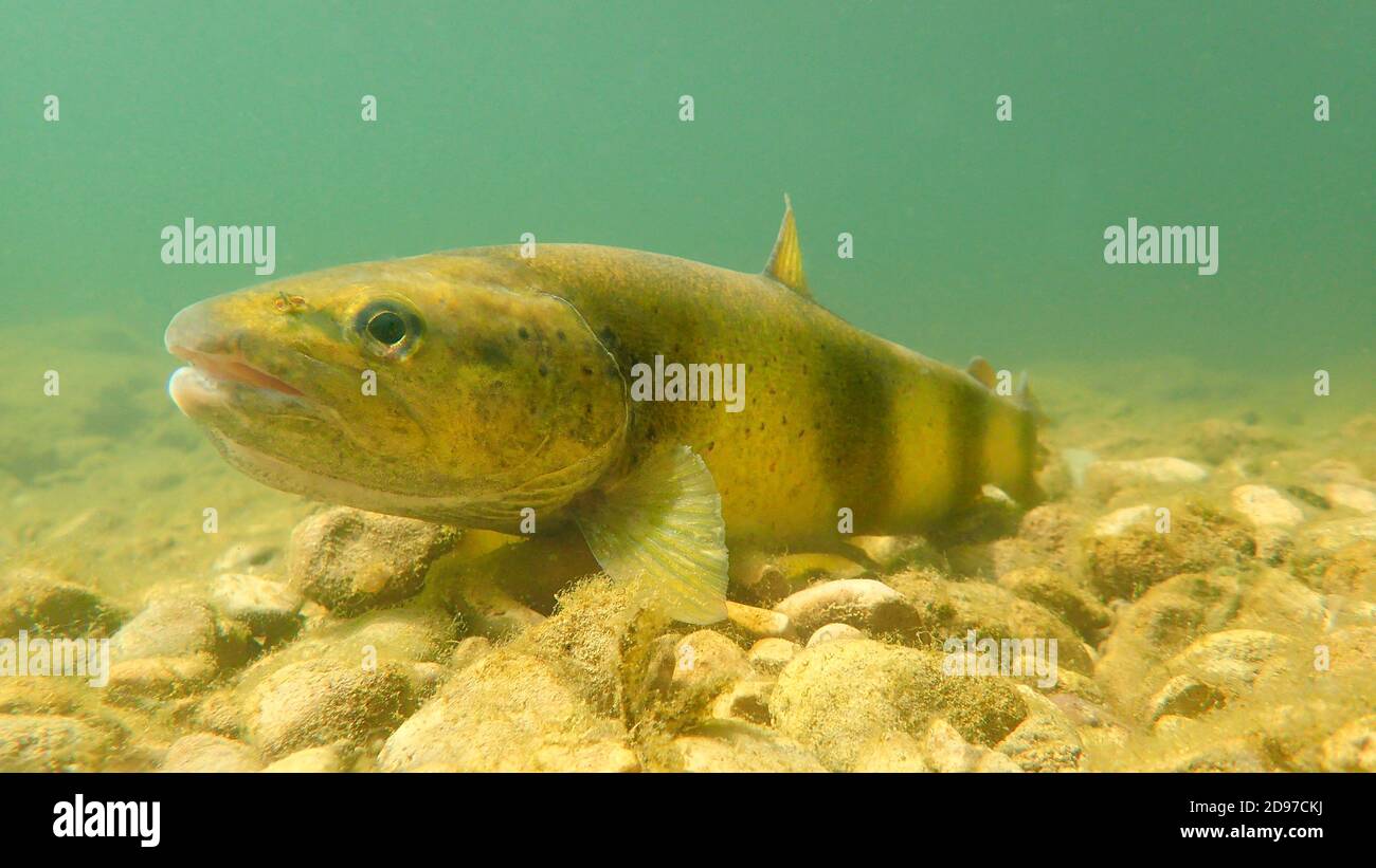 Brown trout (Salmo trutta fario), wild trout of Mediterranean stock, Cusancin River, Doubs