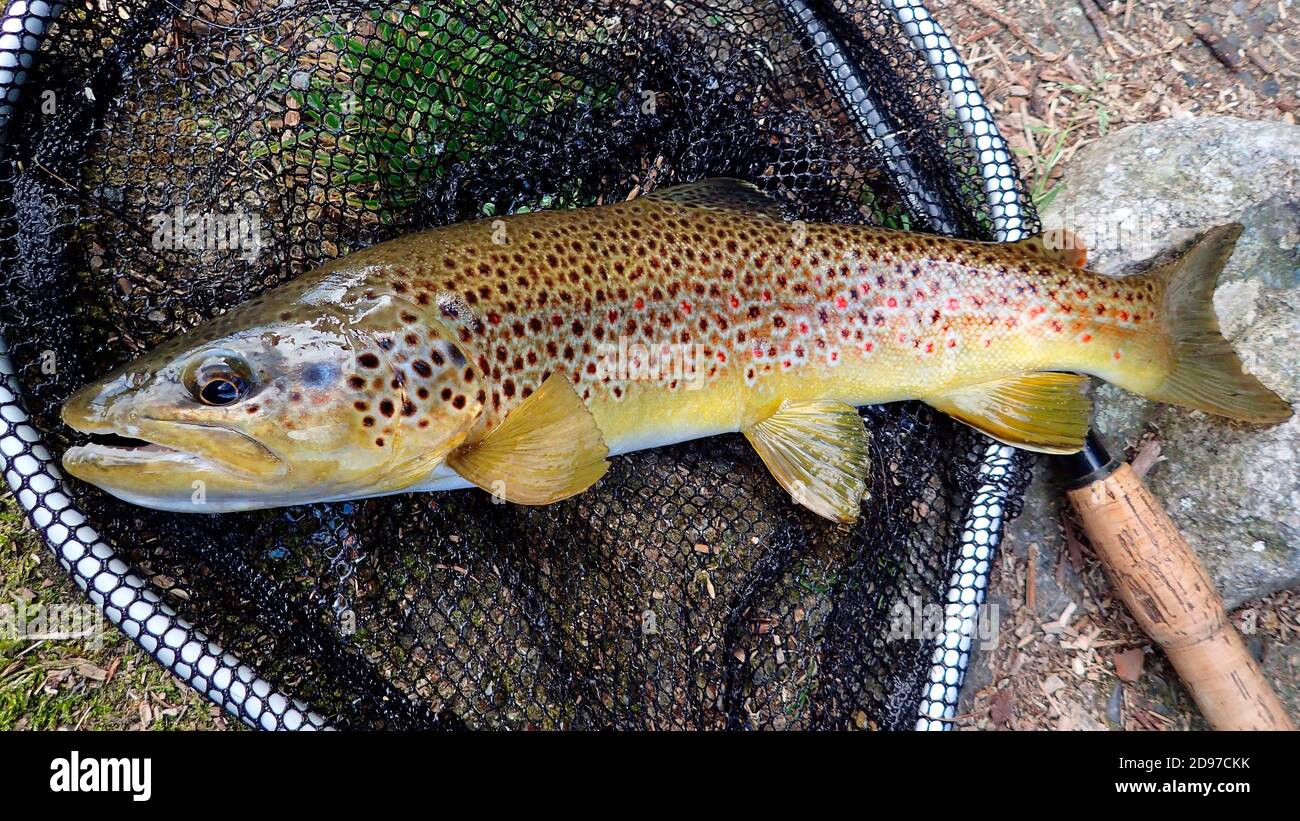 Brown trout (Salmo trutta fario) Wild trout in a landing net, Fly fishing, Riviere Thur, Haut Rhin, Alsace, France Stock Photo