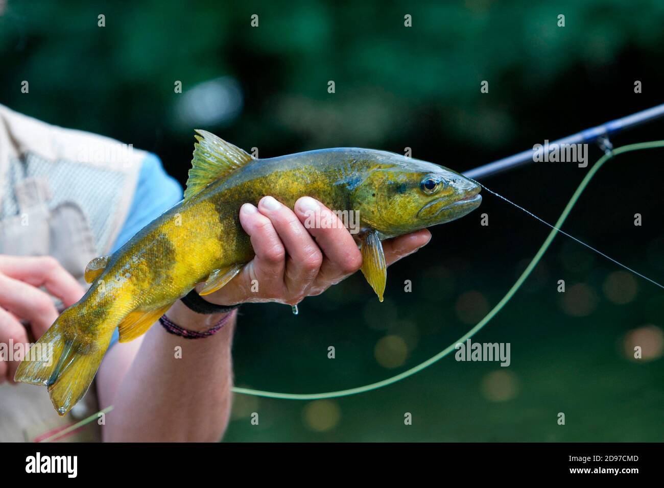 Fario trout (Salmo trutta fario), Wild trout of Mediterranean stock, fly fishing, Doubs, Franche